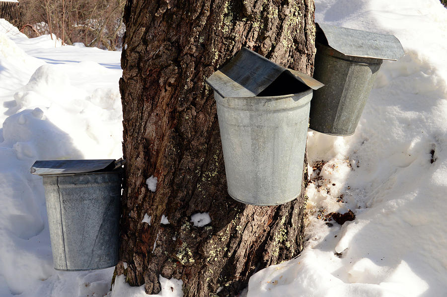 Loving some Maple Syrup Photograph by James Kirkikis