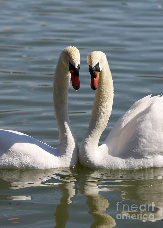 Loving Swans Photograph by Carol Groenen