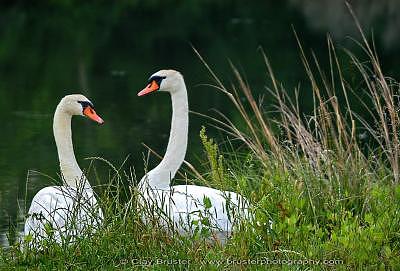 Loving Swans Photograph by Clayton Bruster
