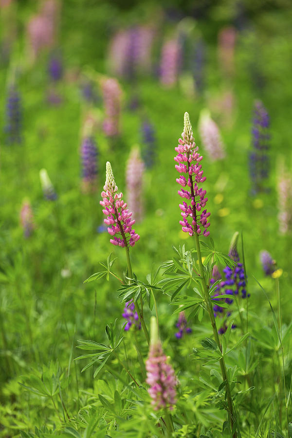 Loving The Lupine by Linda Ryma Loving The Lupine by Linda Ryma