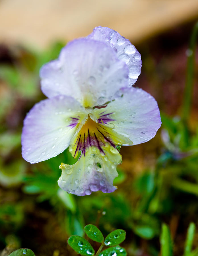 Loving The Rain - Spring Garden - Flowers Photograph