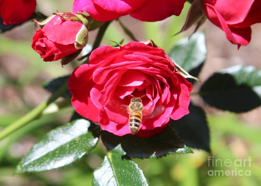 A Bee Photograph - Loving The Rose by Jane Powell