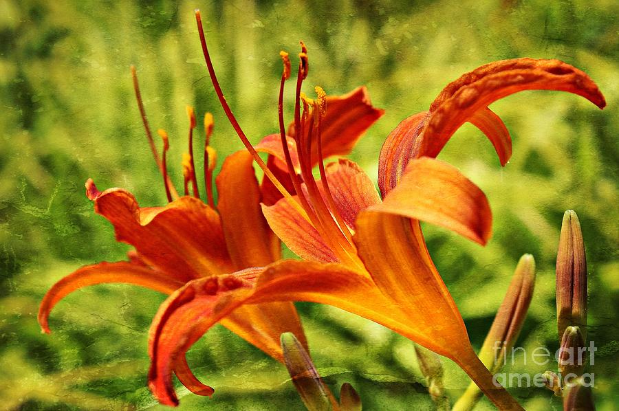 Lily Photograph - Loving The Summer Sun by Clare Bevan