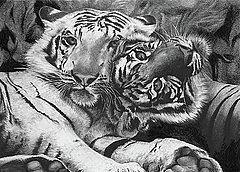 Loving Tigers Drawing by Leizel Grant