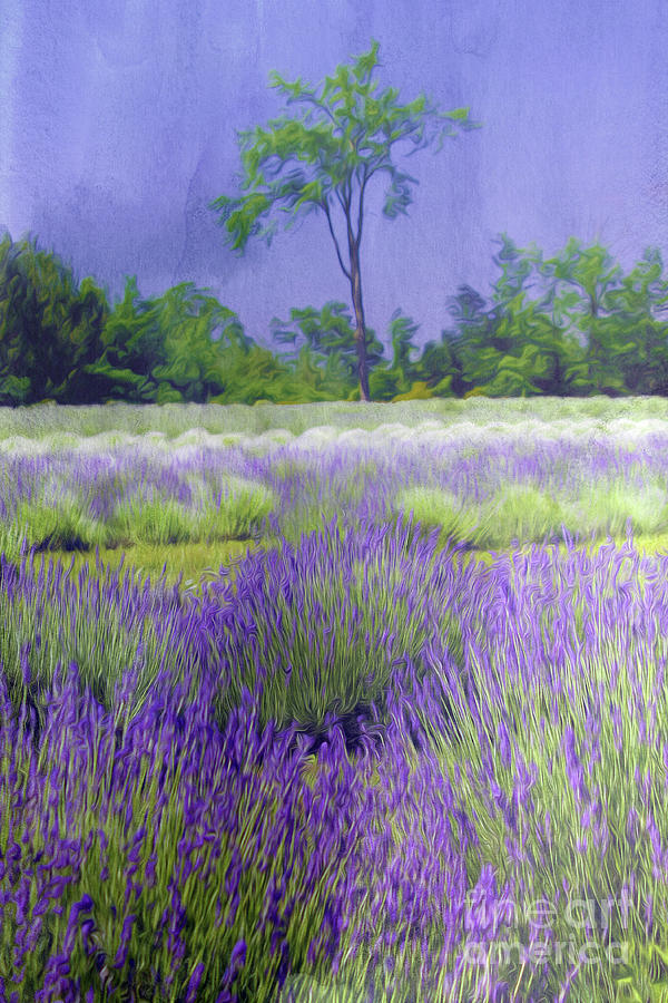 Lovingly Lavender Photograph by Nina Silver