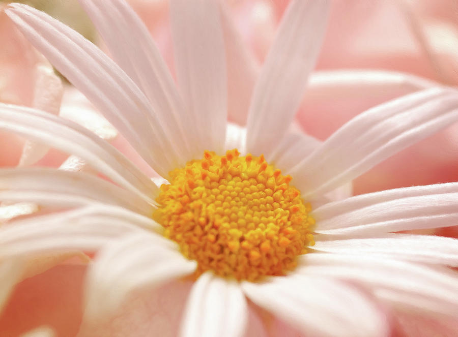 Pink Daisy Mixed Media - Lovingly Picked For You by Georgiana Romanovna