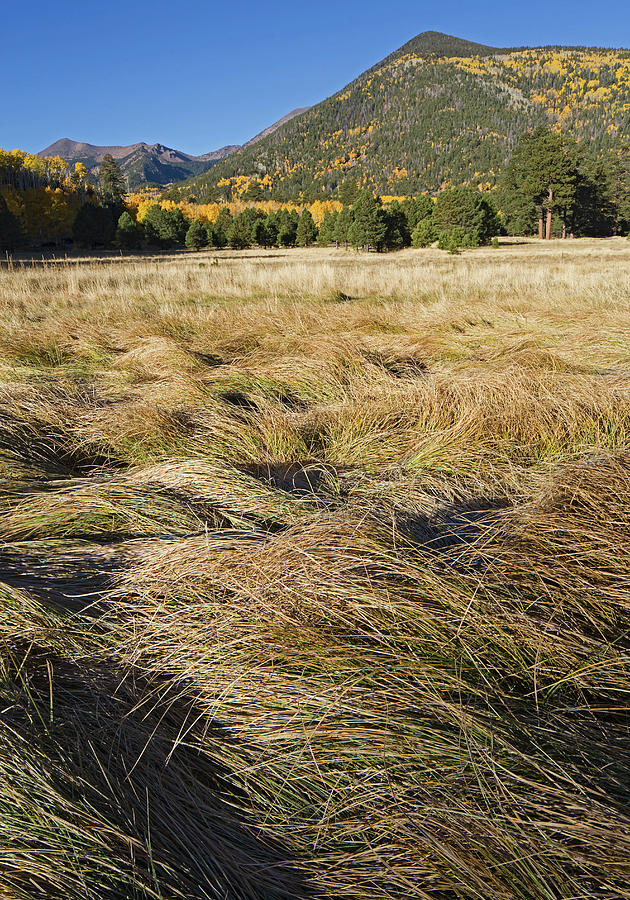 Lockett Meadow Grasses Photograph by Tom Daniel