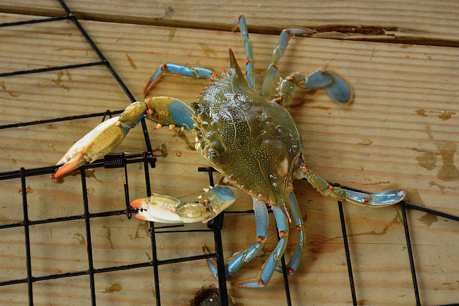 Low Country Blue Crab Photograph by Jerry Griffin