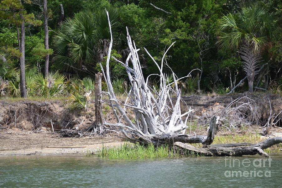 Low Country Driftwood Photograph by Carol  Bradley