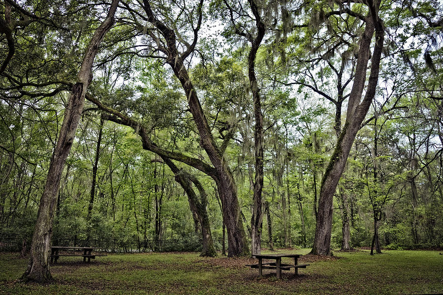 Low Country Oaks Photograph by Diana Powell