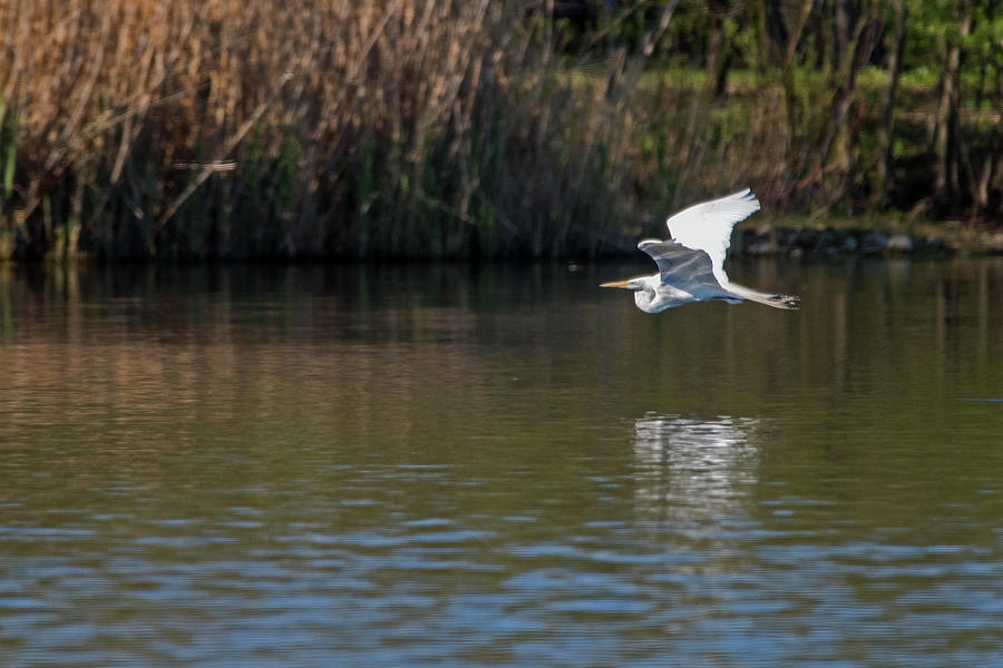 Low Flying Egret Photograph by Ira Marcus