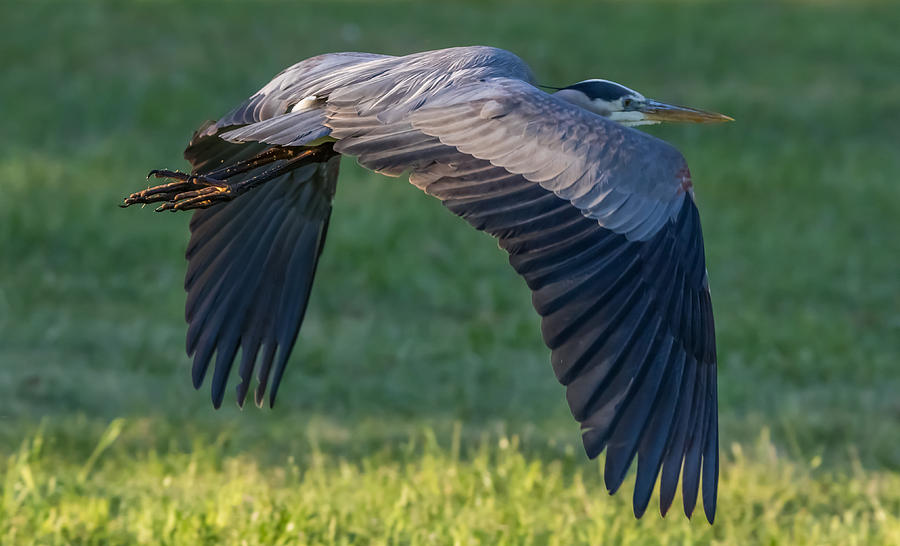 Low Flying Heron Photograph by Marc Crumpler