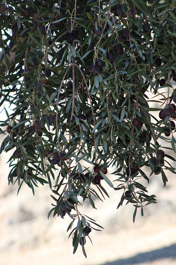 Low Hanging Fruit An Olive Tree Photograph by Colleen Cornelius