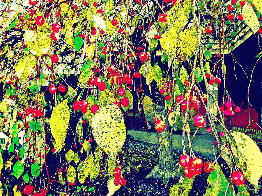 Low Hanging Fruit Photograph by Carol Senske
