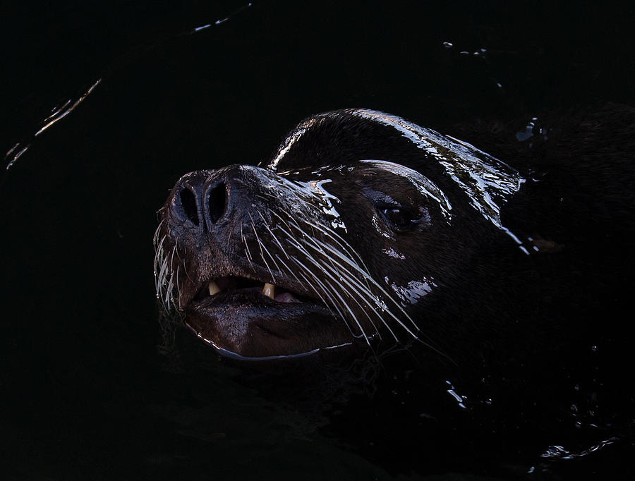 Low Key Sea Lion Photograph by Randy Hall