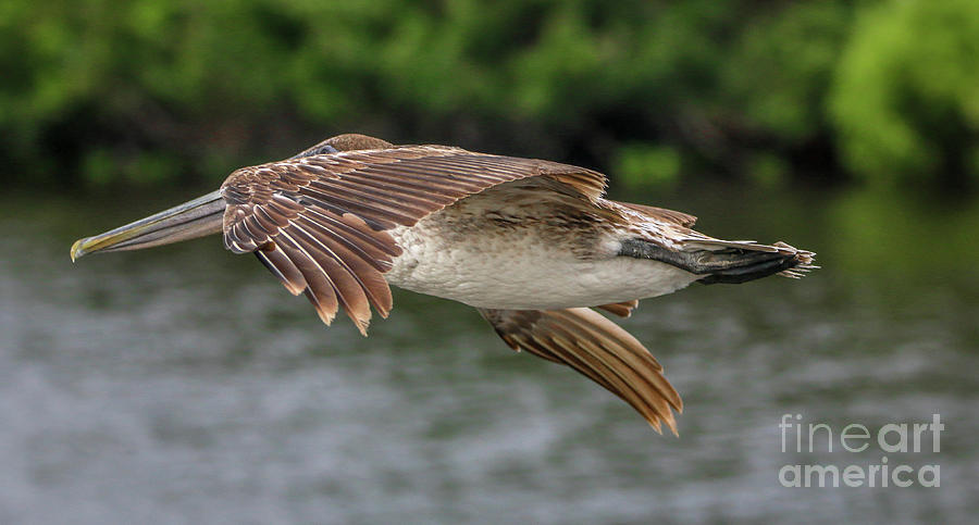Low Pass Pelican #2 Photograph by Tom Claud