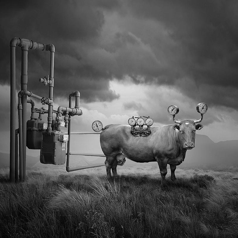 Cow Photograph - Low pressure by Tomasz Zaczeniuk