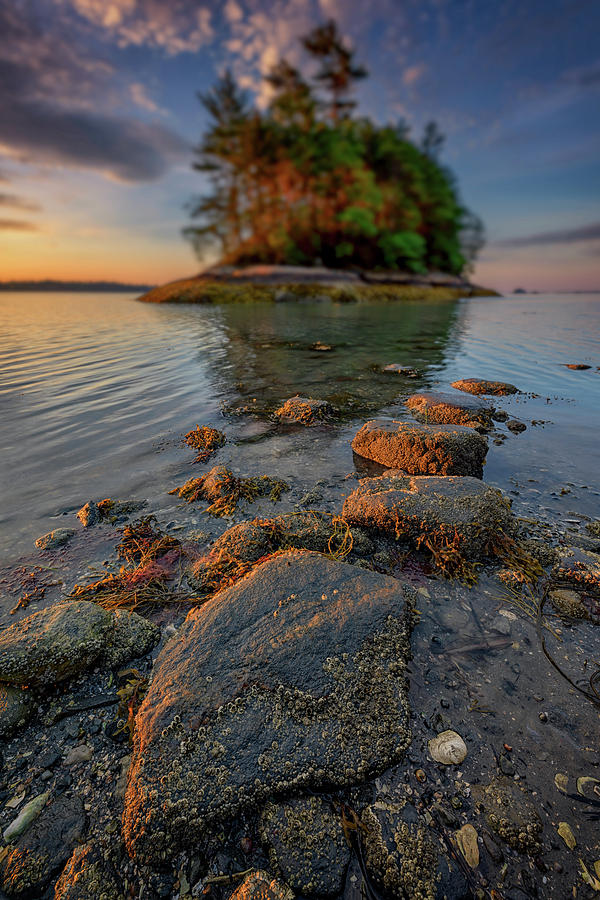 Tree Photograph - Low Tide at Wolfes Neck Woods by Rick Berk