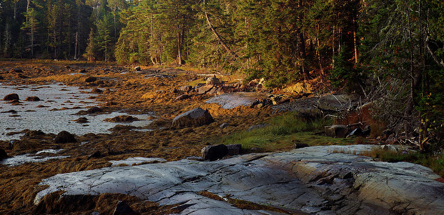 Acadia National Park Photograph - Low Tide by Bill Morgenstern
