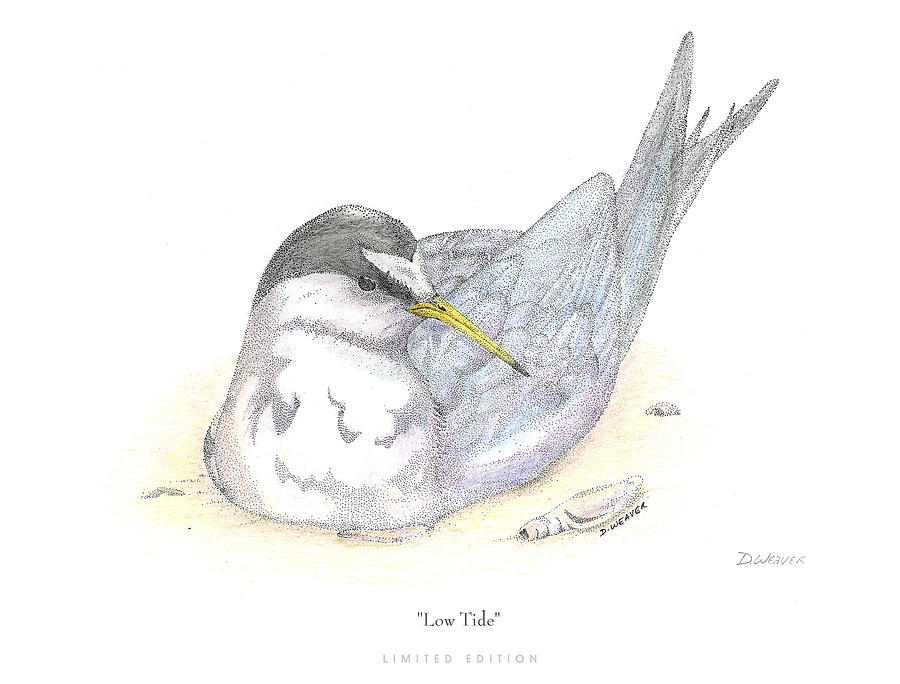Wildlife Drawing - Low Tide by David Weaver