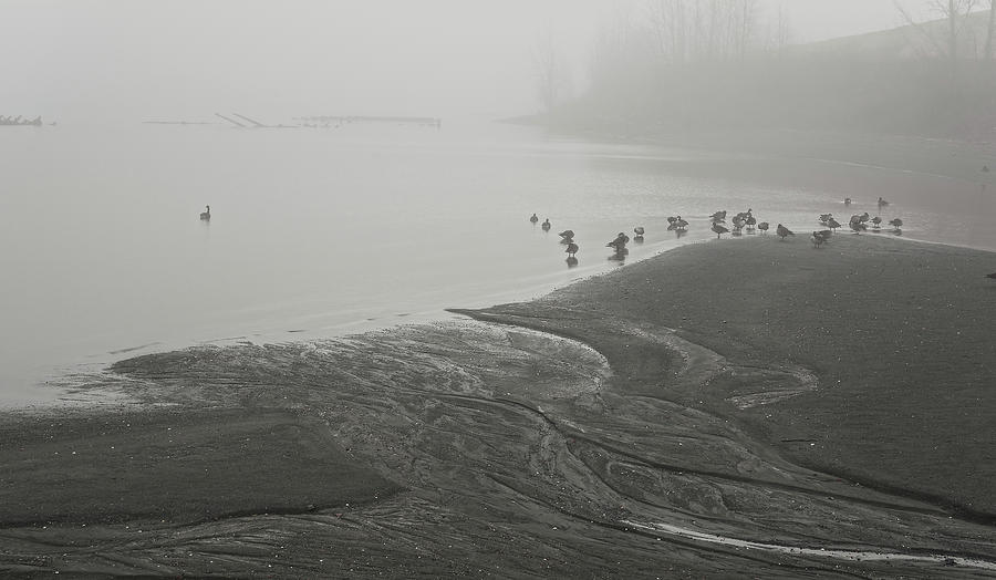 Low Tide Fog With Geese Monochrome Photograph by Angelo Marcialis