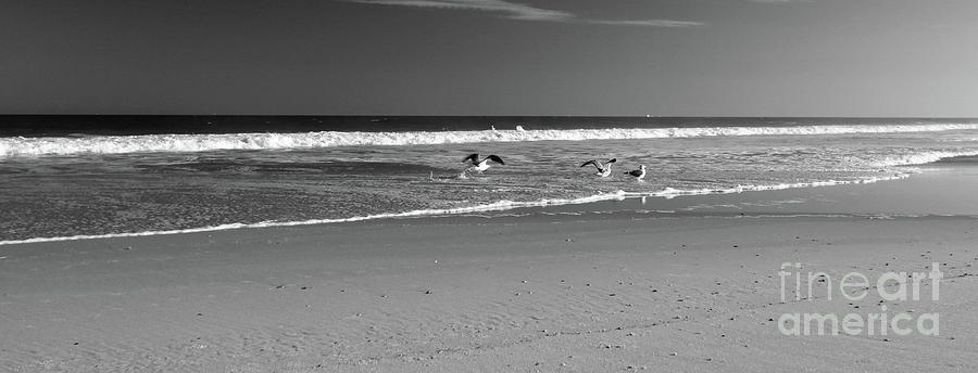 Low Tide Gulls BW Photograph by Mary Haber