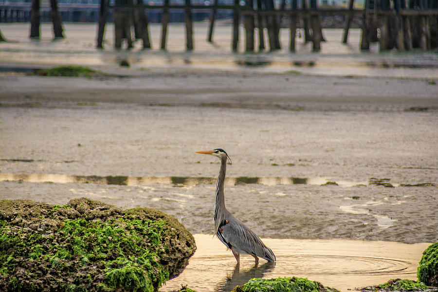Low Tide Heron Photograph by Bill Posner
