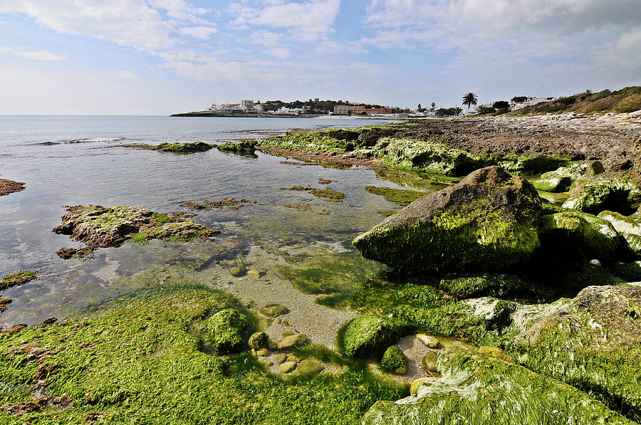 Low tide in green Photograph by Pedro Cardona Llambias