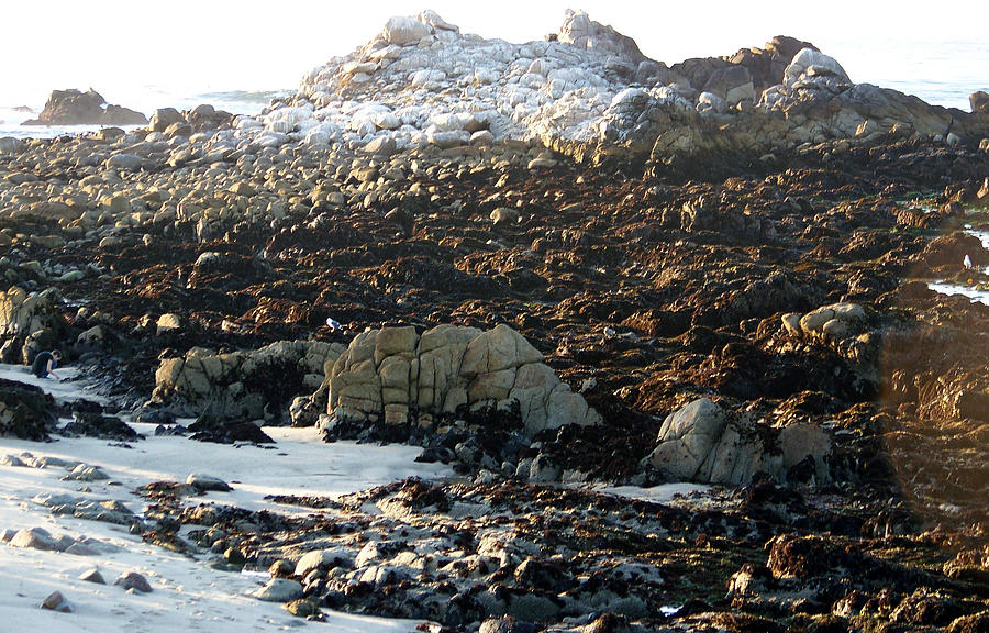 Rocks Photograph - Low Tide by Maggie Cruser