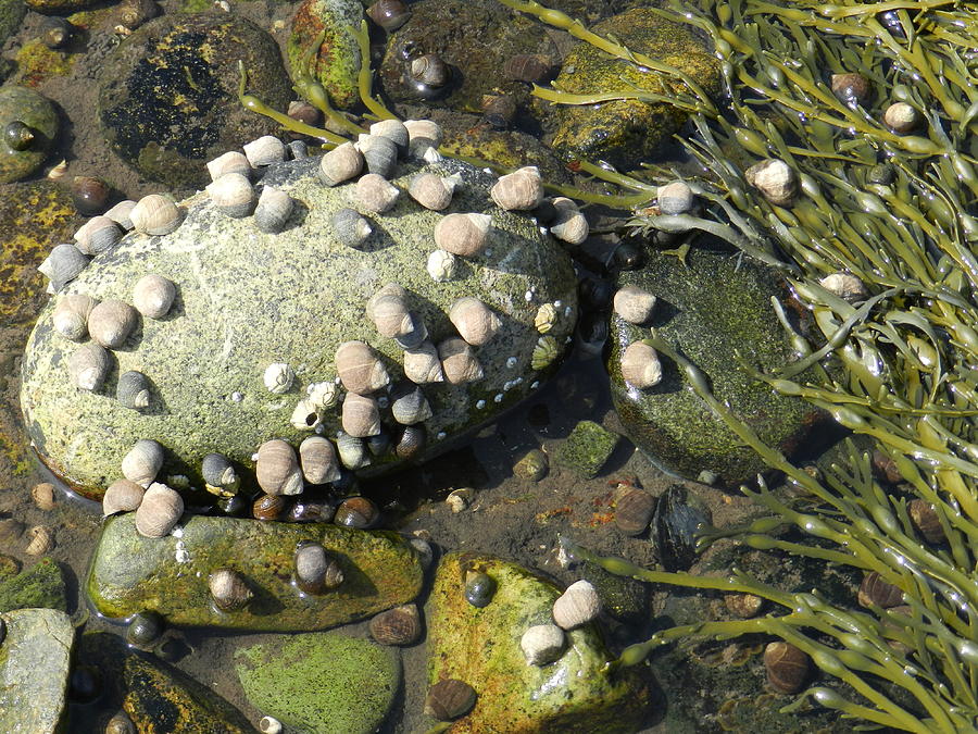 Low Tide Snails Photograph by Deborah Ferree