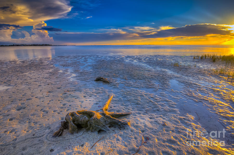 Low Tide Stump Photograph by Marvin Spates