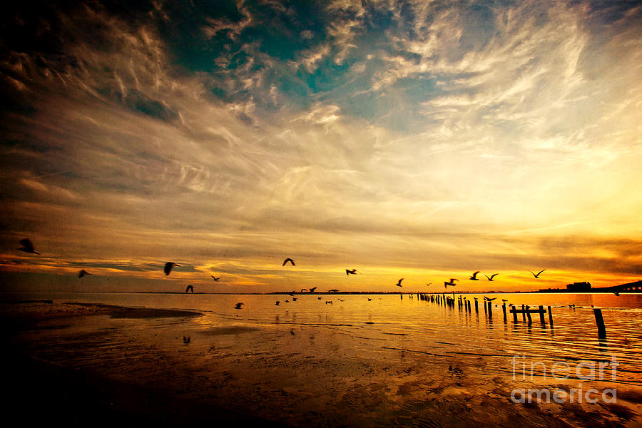 Sunset Photograph - Low Tide Sunset Flight by Joan McCool