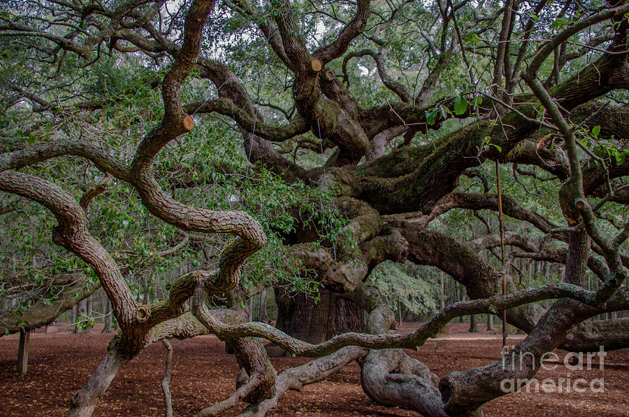 Lowcountry Angel Oak Tree Photograph by Dale Powell