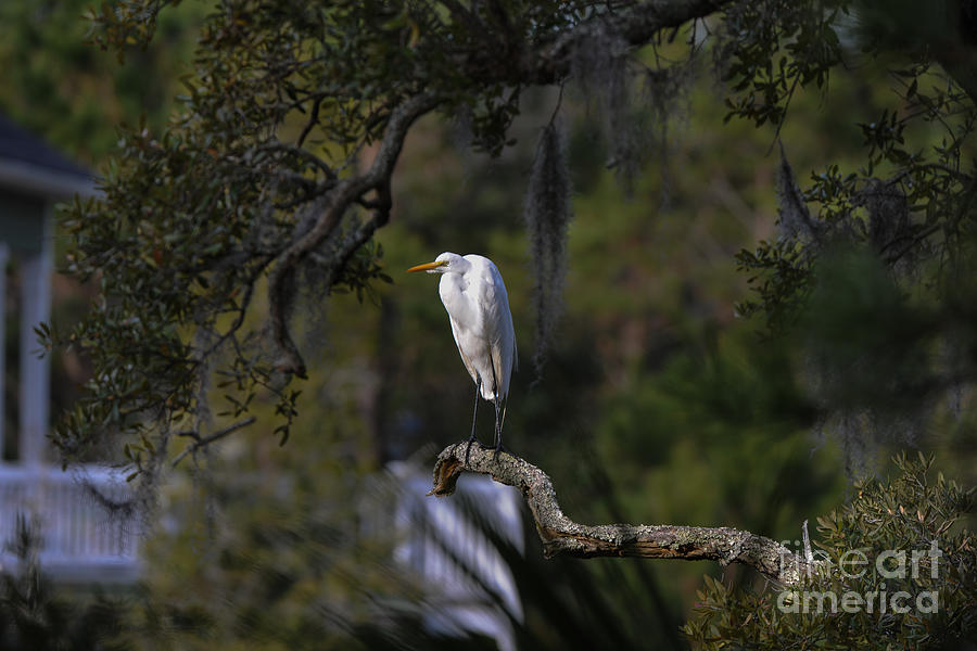Lowcountry Egret Photograph