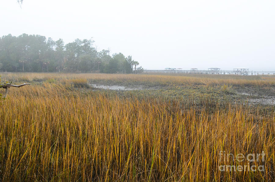 Lowcountry Fog Photograph by Dale Powell