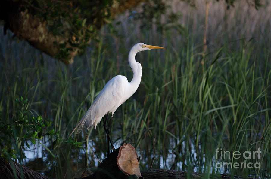 Lowcountry Marsh Great White Heron  Photograph by Dale Powell