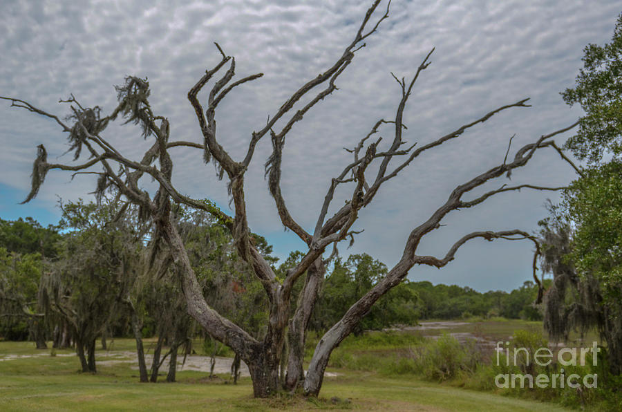 Lowcountry Spooky Halloween Tree Photograph by Dale Powell