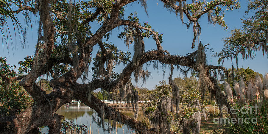 Lowcountry Tapestry Photograph by Dale Powell