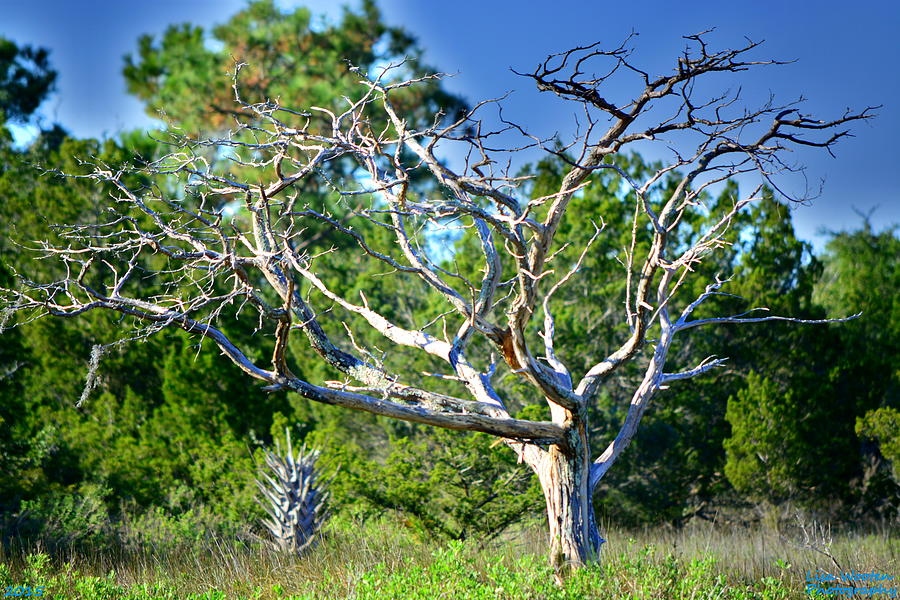 Nature Photograph - Lowcountry Tree H D R by Lisa Wooten