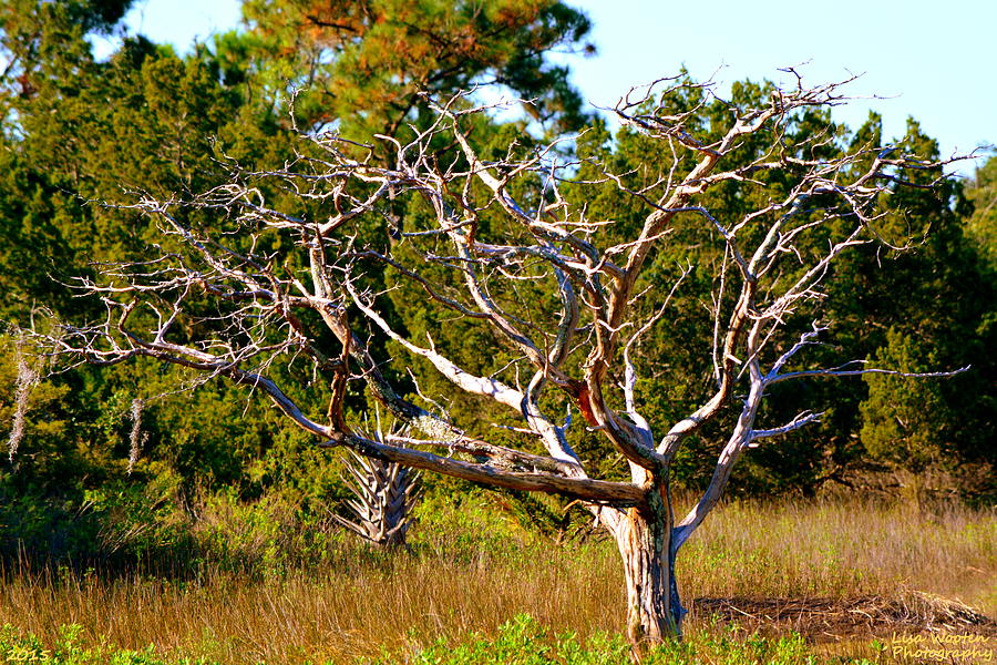 Lowcountry Tree Photograph by Lisa Wooten