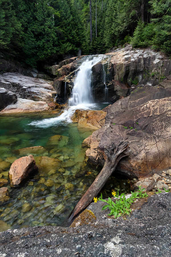 Lower Falls Streambank Arnica Photograph by Michael Russell