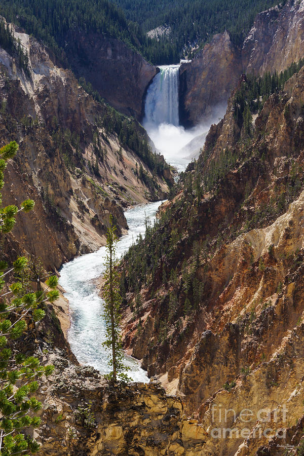 Lower Falls Yellowstone Photograph by Jennifer White