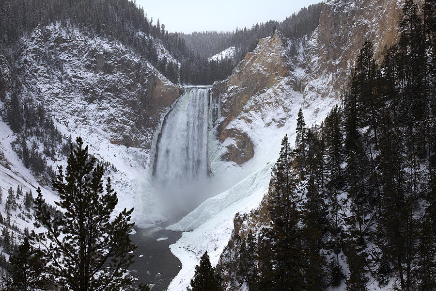 Lower Falls, Yellowstone River Photograph by Mike Buchheit