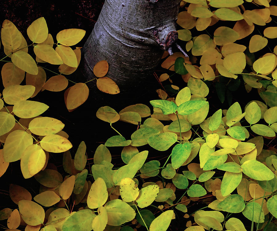 Lower Leaf Level Photograph by Paul Breitkreuz