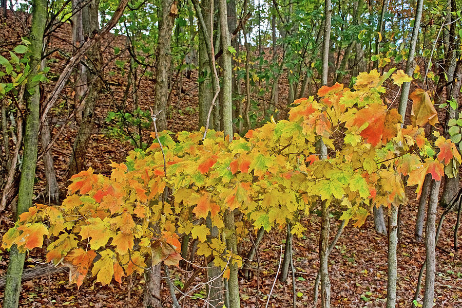 Lower Level Multi-colored Maple Leaves on Trail to North Beach Park in Ottawa County, Michigan  Photograph by Ruth Hager