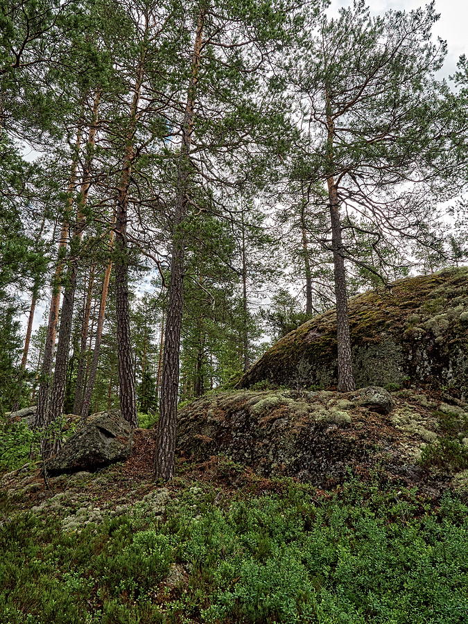 Lower Ritajarvi Forest Hdr Photograph