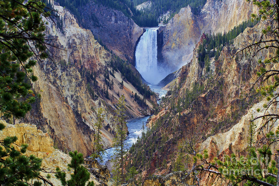 Lower Yellowstone Falls Photograph by Edward R Wisell
