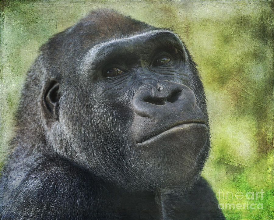 Lowland Gorilla Photograph by Liz Leyden