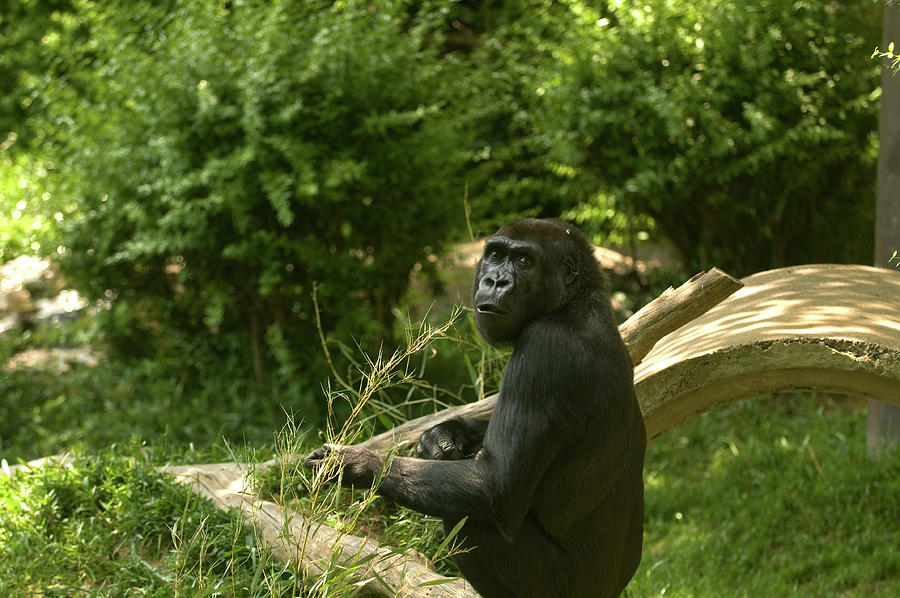 Lowland Gorilla Photograph by Paul Mangold