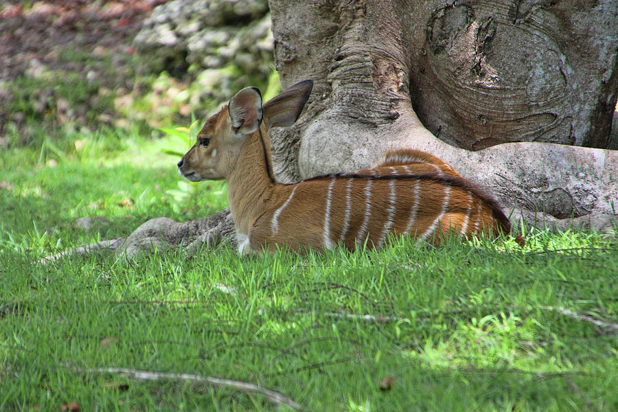 Lowland Nyala - RDW006241 Photograph by Dean Wittle